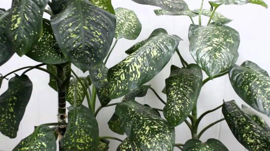 Dieffenbachia majas