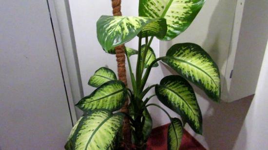 Dieffenbachia lill