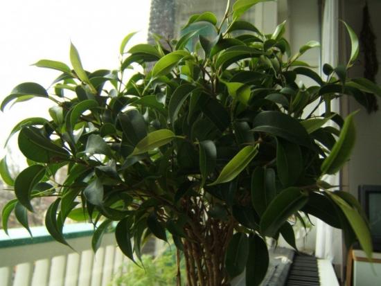 Ficus benjamina aknal