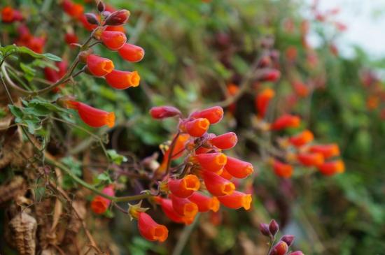 Eccremocarpus rougha