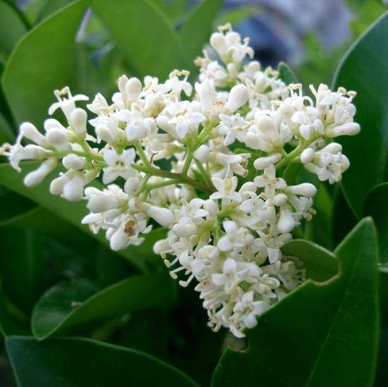 Privet