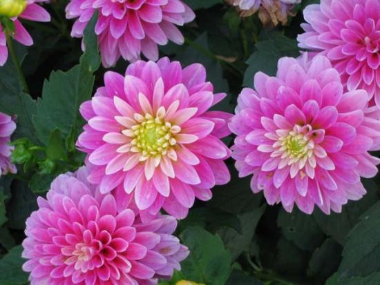 Dahlia