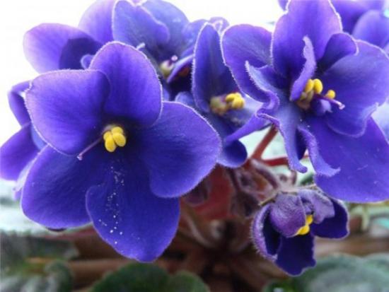 violetne
