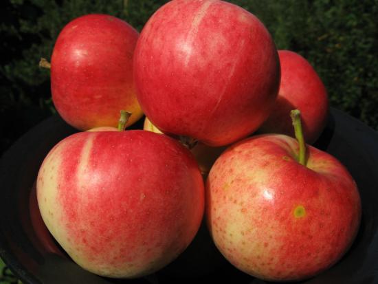 Ettevõtte õunapuu