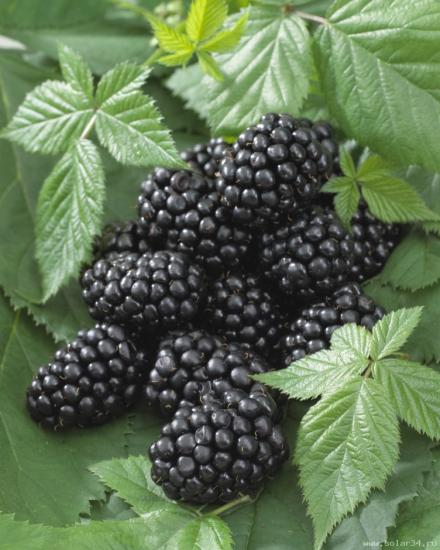 Blackberry must teemant