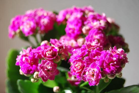Kalanchoe õitseb 