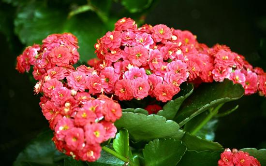 Õitsev Kalanchoe