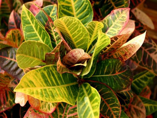 Croton lill