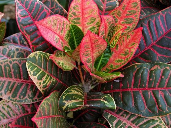 Croton Petra