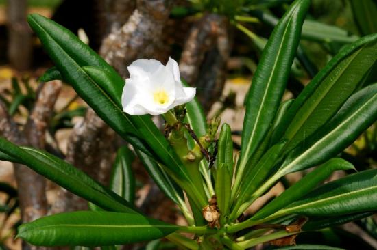 Pachypodium lamera õitseb