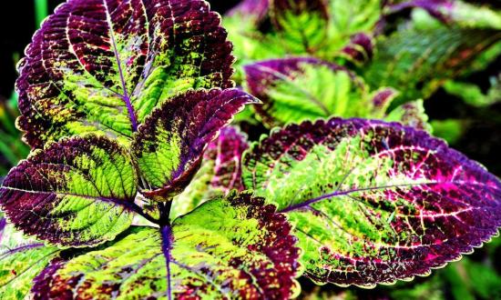 Coleus forskohlii, taim