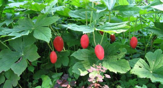 Podophyllum saidil