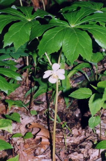 Podofüllum aias