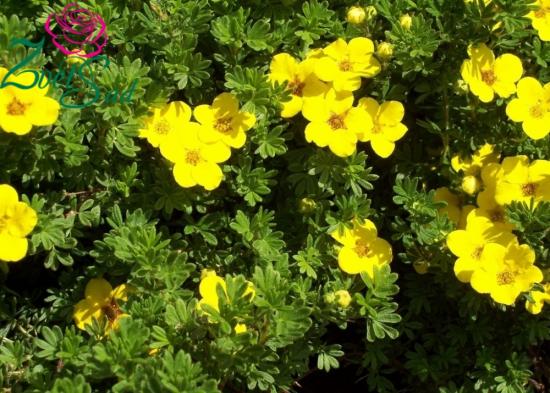 Cinquefoil kuldsõrm
