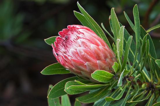 Protea artišokk, taim