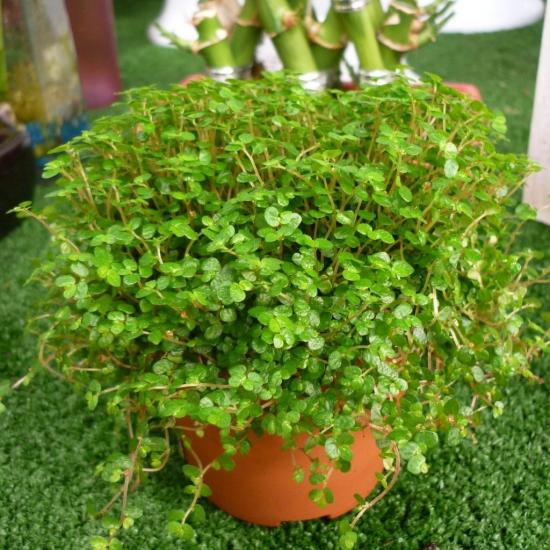 Saltirolia potis