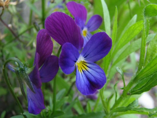 violetne