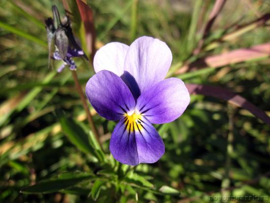 Violetne aias