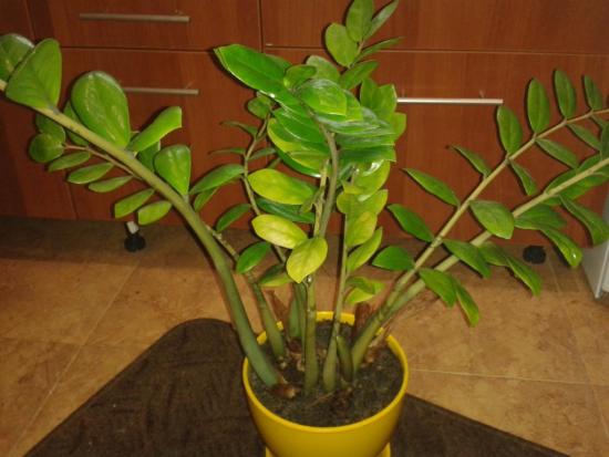 Zamioculcas õitseb