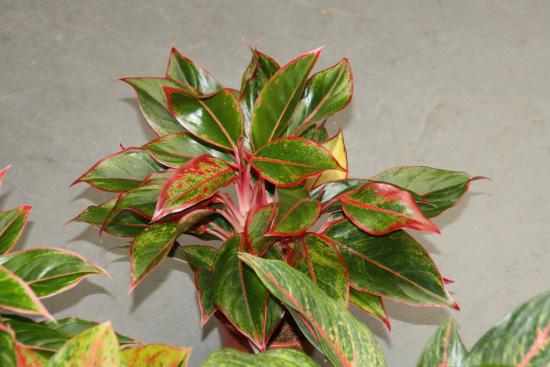 Aglaonema punane