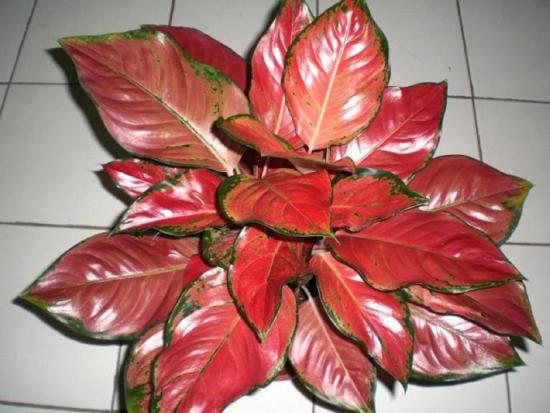 Aglaonema majas