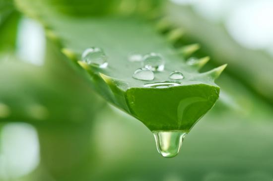 Aaloe