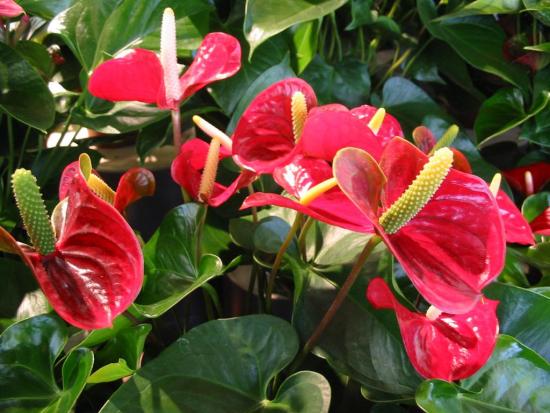 Anthurium õitseb