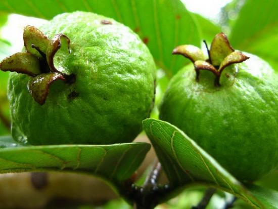 Feijoa puuvili