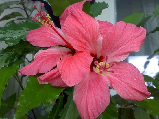 Hibisk