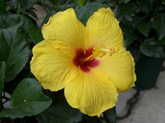 Hibiscus õitseb