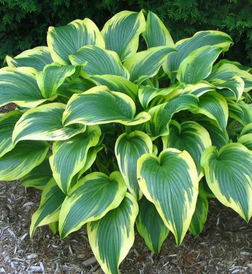 Hosta avikwa kuukiir