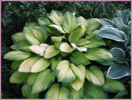 Hosta aqua moonbeam taim