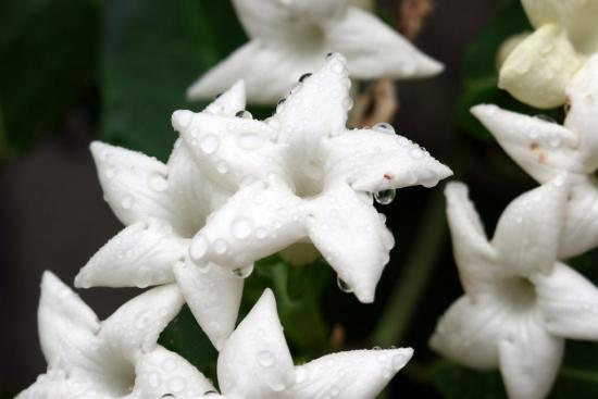 Stephanotis õitseb