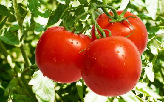 Tomatite kindral