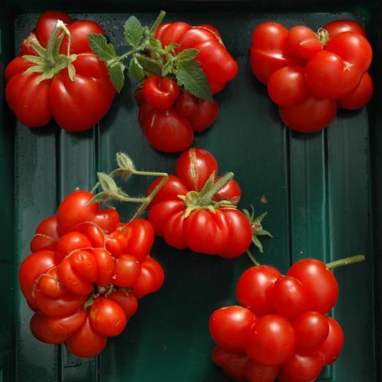 Tomatite reis