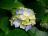Kasutaja Hortensia profiilipilt