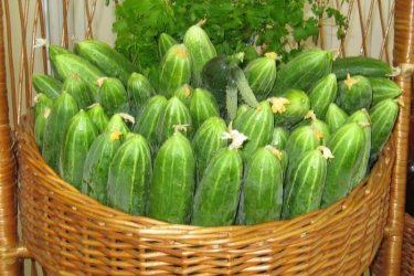 Kurgi saak